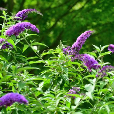 Plantning og pasning af sommerfuglebusk